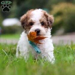 Biscuit/Maltipoo									Puppy/Male	/8 Weeks,Say hello to Biscuit, the lovable Maltipoo who’s ready to melt your heart! His mom, Macie, is an 11 lb Maltipoo with a sweet and gentle personality. She enjoys quiet moments with her family and has a nurturing side that shines through in everything she does. Dad, Danny, is a lively 19 lb Poodle who loves to play and show off his energetic, fun-loving spirit. Together, they’ve passed on the perfect mix of playfulness and affection to this little guy.