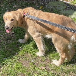 Adopt a dog:Butterscotch/Golden Retriever/Female/4 Years 4 Months,Hi, I’m Butterscotch! I’m a gentle and loving adult Golden Retriever with a golden coat that matches my warm heart. Though I’m all grown up, I’ve had minimal life experience so far, which means I’m still learning some of the basics. I’m looking for a special home where I can get the ongoing training I need to become the best companion I can be. An experienced owner who understands the nuances of dog training will really help me flourish. I thrive in a home where someone is around more often than not, as I need consistent companionship and guidance. I also enjoy having both indoor and outdoor access. I love spending time outside, but I also need a comfortable and safe indoor space where I can feel secure and relaxed. It’s important for me to be in a calm environment, so I’d do best in a home without children. I can be a bit sensitive, and a quieter setting will help me feel more at ease. In my foster home I have shown to be possessive of my food which is another reason why I would do best with an adult only household. This is important to note because although I may be able to live with another dog, we would have to be fed separately and my adopters will need to be cautious about not leaving food out that we could possibly fight over. If you think you can offer me the loving, patient, and supportive home I’m looking for, I’d love to meet you! I’m excited about finding my forever home and starting a new chapter full of love and happiness with you!  ﻿I'm currently in foster with a wonderful carer, but if you are interested in giving this loving pet a home, visit the RSPCA NSW website and complete an expression of interest form or click  Household restrictions: