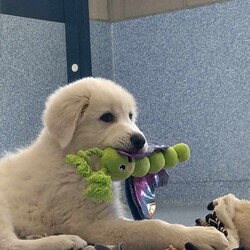 Drax/Maremma Sheepdog/Male/4 Months,Hi, I'm Drax and I am a special little boy who is now on the search for my new forever home! Is that going to be with you? As I am a Maremma I will need a family that understands my breed ad what I was made to do. As a guardian breed I will need a lot of socialisation and ongoing training to make sure that I become a nice well rounded little man. You will need to understand the management I will need in a home due to my breed behaviours. As a young pup I will need solid and secure fencing as well as indoor and outdoor access. I will not be suited to apartment living and will need a large yard to roam in.  It would also be best for me if there was someone home all the time while I am settling in. This will help me feel calm and relaxed throughout my day. I have shown some social behaviours with other dogs but can still show some fear with big boisterous dogs so we will have to make sure if you have a canine, we are the right match. I will to meet all family members on the day of adoption as well to make sure any little and I get along well.  Requirements: If you think that your home is perfect for little Drax, please place an application in at   Love and cuddles from Drax! Xoxo