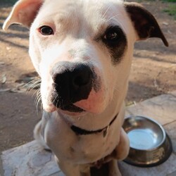 Trixie/Staffordshire Bull Terrier/Female/1 Year 1 Month,My name is Trixie, and I’m a spunky three-legged Staffordshire Bull Terrier with a heart full of love and a tail that never stops wagging. Sure, I may be missing one leg, but don’t worry—that doesn’t slow me down one bit! I’m full of energy, affection, and curiosity, and I’m searching for a forever home where I can share all my joy. I’m a social butterfly and would love to meet all the members of your family before we make any big decisions. It’s super important to me that I get along with everyone who’ll be part of my new life. If you have other dogs, that’s even better! I’m friendly and adaptable, but a proper introduction will help us all start off on the right paw. I dream of a home where I have access to both indoors and outdoors. I’m just as happy lounging on the couch as I am running around the yard or going for walks. Having a space where I can enjoy the best of both worlds would make me so happy! There’s one important thing you should know about me: I’m a palliative care case, which means I have a lifelong condition that needs managing. Don’t worry though—the vets say I’m doing well, and I still have a great quality of life! I just need a family who can understand and care for my needs. If you think we could be the perfect match, come meet me! I’m ready to shower you with all the love and loyalty I’ve got. Let’s see if we’re a match made in heaven! Household restrictions: