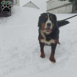 CARMA/Bernese Mountain Dog									Puppy/Female	/6 Weeks,LOOK AT ME! A happy healthy friendly fluffy playful puppy. Raised in the rolling hills of holmes County. Where we play outside everyday. Come meet me or I can be transported to your front door for a small additional fee.text or call for more info. 