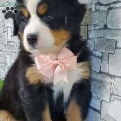 CARMA/Bernese Mountain Dog									Puppy/Female	/6 Weeks,LOOK AT ME! A happy healthy friendly fluffy playful puppy. Raised in the rolling hills of holmes County. Where we play outside everyday. Come meet me or I can be transported to your front door for a small additional fee.text or call for more info. 