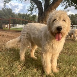 Adopt a dog:Carleigh/Poodle/Female/Young,This beautiful girl is nearly 6 months old and currently weighs about 45 pounds- and we think she will be around 60-70lbs when she is an adult.

Her mom is a Standard Poodle  and her dad a Great Pyrenees. She and her sister  were originally purchased to guard the chickens, but they were more interested in chasing them than guarding them, so the owner decided to hand them over to Rescue.

They are almost identical twins, Carleigh and Harleigh.  They have the same sweet temperament though we would say that Carleigh is a bit more outgoing.  They both have very calm, affectionate demeanors and behaved perfectly while they were bathed.

They had a HUGE time running and playing in the mud puddles the day after their bath, and did really well with the new dogs they met!

These girls are gems! We have not  tested them with cats. They are fine with kids and other dogs and are working on leash training and basic commands
Photos don't do justice to their soft beautiful curly bright white coats!!  Stunning and sweet as they can be!!

We would love to find her a family who this pretty girl could hang out with and go on adventures with. Carleigh's perfect home would have other dog(s) who she could play with and a fenced yard. She would be a great dog for someone who works from home - she would love chilling with you in your office and just being by your side.

She has been dewormed, will be microchipped and is up to date on her vaccinations. She must be spayed when she is between 6-12 months - you can have that done at one of our Houston vets at no additional cost or if done by your vet, we will give you a rebate of $100.

She's being fostered in Fulshear TX but we can have her brought to NY on rescue transport which brings dogs up once a month.

Her adoption fee is $495 plus $30 for a health certificate and $220 for transport.

Once your application is approved, we can arrange a FaceTime session for you to meet her.

Please complete the application on this link:
https://forms.gle/iCDkiVT5FwJYhezn8

Or email ular.sandra@gmail.com for a link to the application.