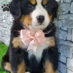 CARMA/Bernese Mountain Dog									Puppy/Female	/6 Weeks,LOOK AT ME! A happy healthy friendly fluffy playful puppy. Raised in the rolling hills of holmes County. Where we play outside everyday. Come meet me or I can be transported to your front door for a small additional fee.text or call for more info. 