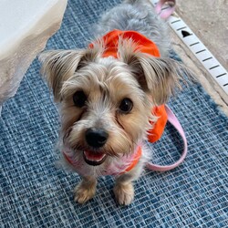 Adopt a dog:Piper/Yorkshire Terrier/Female/Young,Meet Piper, a gorgeous 11-month-old Yorkie puppy with an amazing personality!

Piper is a typical Yorkie puppy. She is full of energy, cute as can be and a little stubborn! Her foster mom says that she is the most beautiful and feisty little girl, who loves to stand up on her hind legs and wave her paws in the air!

Piper is good with other dogs and actually thrives in their company! She loves to play “catch me” and to run around like crazy in the yard.

Piper would be great as an only dog that could go most places with her forever family, since she doesn’t like to be left alone, or in a home with another energetic doggie.

Piper loves her people, and her initial shyness is very brief! She is curious about people and will sniff them to check them out. And once she’s got her energy out zooming around the yard, Piper is sweet and snuggly and loving.

If this beautiful little Yorkie sounds like your perfect match, apply today!

*Piper is being fostered in Austin, TX and is adoptable in Texas and Northeastern states.