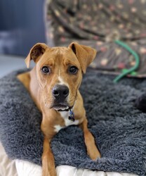 Fletch/American Staffordshire Terrier/Male/10 Months,Hey there, I'm Fletch! I'm a 10-month-old male large breed mix puppy looking for a forever home. I am a tall, leggy boy with plenty more growing to do; I am currently around 27kg. With lots and lots of energy to burn, I would suit a family who can keep up with me. I love learning about life, and I'm eager to explore new things each day. I would suit a home where I'm not left alone for extended periods as I love hanging out with my humans and doing all the fun stuff together. I do love company, but I'm also okay with some alone time if I have things to keep busy and a place to access inside your home where I can retreat to and rest. I don't mind other dogs, I love to have a rough and tumble with some doggy friends during my time at shelter and while I was in foster care. Though I'm a high-energy pup, I would prefer a quiet and calm household where I can relax after my daily playtime. I'm young and eager to learn, so I would love a family who can help me learn all about life. And remember, I'm still a puppy, so I'd be best in a home with kids 12 years or older as I may knock the little ones over – my spatial awareness needs some fine-tuning hahaha! I can't wait to meet you and start our adventures together!