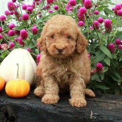 Denver/Miniature Poodle									Puppy/Male	/10 Weeks,Say hello to Denver, a goofy and fun Miniature Poodle puppy! This friendly pup is vet checked, up to date on shots and wormer, plus comes with a health guarantee provided by the breeder. Denver is well socialized and accustomed to being around children. To find out more about this perfect pup, please contact Aaron & Naomi today!