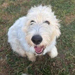 Adopt a dog:Carleigh/Poodle/Female/Young,This beautiful girl is nearly 6 months old and currently weighs about 45 pounds- and we think she will be around 60-70lbs when she is an adult.

Her mom is a Standard Poodle  and her dad a Great Pyrenees. She and her sister  were originally purchased to guard the chickens, but they were more interested in chasing them than guarding them, so the owner decided to hand them over to Rescue.

They are almost identical twins, Carleigh and Harleigh.  They have the same sweet temperament though we would say that Carleigh is a bit more outgoing.  They both have very calm, affectionate demeanors and behaved perfectly while they were bathed.

They had a HUGE time running and playing in the mud puddles the day after their bath, and did really well with the new dogs they met!

These girls are gems! We have not  tested them with cats. They are fine with kids and other dogs and are working on leash training and basic commands
Photos don't do justice to their soft beautiful curly bright white coats!!  Stunning and sweet as they can be!!

We would love to find her a family who this pretty girl could hang out with and go on adventures with. Carleigh's perfect home would have other dog(s) who she could play with and a fenced yard. She would be a great dog for someone who works from home - she would love chilling with you in your office and just being by your side.

She has been dewormed, will be microchipped and is up to date on her vaccinations. She must be spayed when she is between 6-12 months - you can have that done at one of our Houston vets at no additional cost or if done by your vet, we will give you a rebate of $100.

She's being fostered in Fulshear TX but we can have her brought to NY on rescue transport which brings dogs up once a month.

Her adoption fee is $495 plus $30 for a health certificate and $220 for transport.

Once your application is approved, we can arrange a FaceTime session for you to meet her.

Please complete the application on this link:
https://forms.gle/iCDkiVT5FwJYhezn8

Or email ular.sandra@gmail.com for a link to the application.