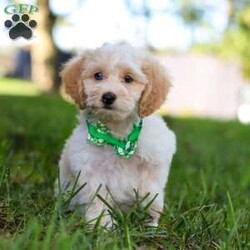 Teddy/Cockapoo									Puppy/Male	/9 Weeks,Introducing our adorable Cockapoo puppy, Teddy! This charming little boy has captured our hearts with his playful spirit and affectionate nature. His soft, beautiful coat is perfect for cuddles, and his expressive, curious eyes are filled with mischief. Whether he’s joyfully bouncing around in the backyard, playing with his favorite toys, or curling up for a nap, he is truly a ray of sunshine. He would make a wonderful addition to any loving home!