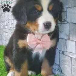 CARMA/Bernese Mountain Dog									Puppy/Female	/6 Weeks,LOOK AT ME! A happy healthy friendly fluffy playful puppy. Raised in the rolling hills of holmes County. Where we play outside everyday. Come meet me or I can be transported to your front door for a small additional fee.text or call for more info. 