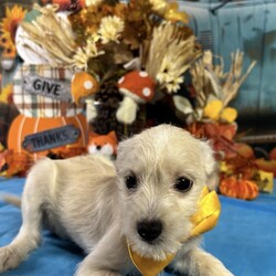 Adopt a dog:Lucca/Terrier/Male/Baby,Hello, my name is Lucca, and I am a very special Terrier mix who will weigh around 12 lbs when grown!!! I am looking for a loving family to call my own. I am a baby dog, so I am full of energy and curiosity. I love to explore and make new friends, whether they're human or furry. I am a very friendly and funny dog, and I love to make everyone around me smile. I am also a very gentle soul and love to cuddle up on the couch with my favorite humans. I am loyal, affectionate, and love to show my love and affection through kisses and lots of tail wags. I am also smart and playful, and I enjoy playing with toys. I am a very well-behaved puppy and I'm sure that I will learn quickly with the right owner. . If you are looking for a sweet, adorable, and loyal companion, I am the perfect puppy for you! I can't wait to find my forever home and bring love and joy into your life. 
==> www.hispawsandtails.com/adopt