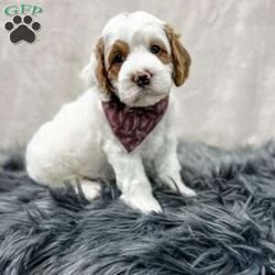 Banks/Cavapoo									Puppy/Male	/8 Weeks,Meet Banks, he is a sweet and cuddly f1b cavapoo puppy looking for his forever home. He is f1b meaning his mom is a cavapoo and his dad is a poodle. He is microchipped and up to date on all of his vaccines and dewormer and has been vet checked. We also do ENS on all of our puppies and he will also come with a 1 year genetic health guarantee. For more info contact me today!