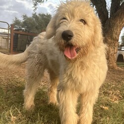 Adopt a dog:Carleigh/Poodle/Female/Young,This beautiful girl is nearly 6 months old and currently weighs about 45 pounds- and we think she will be around 60-70lbs when she is an adult.

Her mom is a Standard Poodle  and her dad a Great Pyrenees. She and her sister  were originally purchased to guard the chickens, but they were more interested in chasing them than guarding them, so the owner decided to hand them over to Rescue.

They are almost identical twins, Carleigh and Harleigh.  They have the same sweet temperament though we would say that Carleigh is a bit more outgoing.  They both have very calm, affectionate demeanors and behaved perfectly while they were bathed.

They had a HUGE time running and playing in the mud puddles the day after their bath, and did really well with the new dogs they met!

These girls are gems! We have not  tested them with cats. They are fine with kids and other dogs and are working on leash training and basic commands
Photos don't do justice to their soft beautiful curly bright white coats!!  Stunning and sweet as they can be!!

We would love to find her a family who this pretty girl could hang out with and go on adventures with. Carleigh's perfect home would have other dog(s) who she could play with and a fenced yard. She would be a great dog for someone who works from home - she would love chilling with you in your office and just being by your side.

She has been dewormed, will be microchipped and is up to date on her vaccinations. She must be spayed when she is between 6-12 months - you can have that done at one of our Houston vets at no additional cost or if done by your vet, we will give you a rebate of $100.

She's being fostered in Fulshear TX but we can have her brought to NY on rescue transport which brings dogs up once a month.

Her adoption fee is $495 plus $30 for a health certificate and $220 for transport.

Once your application is approved, we can arrange a FaceTime session for you to meet her.

Please complete the application on this link:
https://forms.gle/iCDkiVT5FwJYhezn8

Or email ular.sandra@gmail.com for a link to the application.