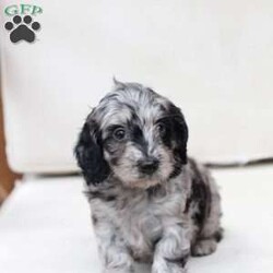 Pepper/Dachshund Mix									Puppy/Female	/7 Weeks,To contact the breeder about this puppy, click on the “View Breeder Info” tab above.