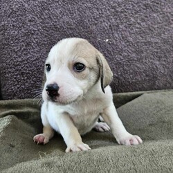 Escher/Australian Shepherd/Male/Baby