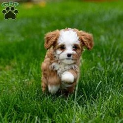 Missy/Cavapoo									Puppy/Female	/7 Weeks,Hello future family! My name is Missy, and I’m a charming red and white Cavapoo girl. I’m full of love and can’t wait to find my forever home!