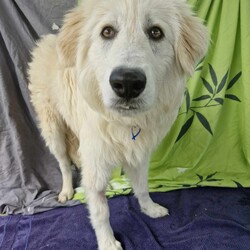 Adopt a dog:Stanley/Maremma Sheepdog/Male/9 Months,Hey there, I'm a beautiful young boy who's on the look out for my forever family. I will need someone who is experienced with my breed or at least knows a lot about it and the common traits that I'm likely to display. Eventually I may need something of my own to guard… after all, I'm a Maremma. I will need guided support with my new person to help me learn all there is about life and encourage me to explore the world. Please provide me with a safe space in your home where I can retreat to if I'm feeling overwhelmed. Any kids need to be confident around dogs and over the age of 6 years. I would prefer a home where there's already a doggy so I can learn from them and build a bond with my person. I will need a big property or at least a secure big, back yard. I will not cope in an apartment or unit.