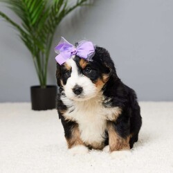 Hearts/Mini Bernedoodle									Puppy/Female	/6 Weeks,Meet Hearts, a sweet and playful Mini Bernedoodle ready to find her forever family! Raised with love, Hearts has been surrounded by people who care for her deeply. She’s been vet-checked, microchipped, and is up to date on all her vaccines and dewormer, so she’s healthy and ready for her next adventure. Her gentle, loving nature makes her the perfect companion for a family looking for a loyal friend. Whether it’s playtime or cuddle time, Hearts is always up for it. Don’t miss out on the chance to welcome this little bundle of joy into your home!