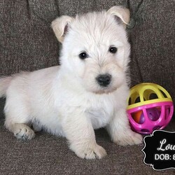 Louie/Scottish Terrier									Puppy/Male	/August 22nd, 2024