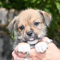 Enrique/Terrier/Male/Baby