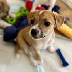 Adopt a dog:Potatoe/Toy Fox Terrier/Male/Baby,This is one of Harlo's puppies.  Potatoe is the only boy in the bunch, loves his mama and to cuddle and snuggle your neck, loves his toys and to play, seems to be vocal but not overly so, gets along with my small dog VERY well. Should definitely have company of some sort, needs attention.

Energy level: medium
They  have had their first shots and de wormed Because they are just pups, our vet recommends waiting for spay/neuter because it’s the healthier choice.  California law allows them to be adopted out before alteration if it’s under vet recommendation and a deposit that is refunded after proof of alteration is required.   The adoption fee is  $100 and the deposit is an additional $100.