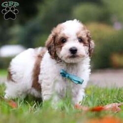 Biscuit/Maltipoo									Puppy/Male	/8 Weeks,Say hello to Biscuit, the lovable Maltipoo who’s ready to melt your heart! His mom, Macie, is an 11 lb Maltipoo with a sweet and gentle personality. She enjoys quiet moments with her family and has a nurturing side that shines through in everything she does. Dad, Danny, is a lively 19 lb Poodle who loves to play and show off his energetic, fun-loving spirit. Together, they’ve passed on the perfect mix of playfulness and affection to this little guy.