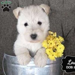 Louie/Scottish Terrier									Puppy/Male	/August 22nd, 2024,The puppies in this litter are from AKC Registered parents and can also be registered with the AKC. Registration papers will be provided when you pick up the puppy.