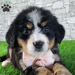 GIGI/Bernese Mountain Dog									Puppy/Female	/6 Weeks,LOOK AT ME.A happy healthy fluffy friendly playfully  little puppy. Born in the rolling hills of  holmes  country where we  play outside everyday. Come meet me or I can be transported to your front door for a small additional fee.text or call for more info. 