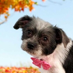 Adopt a dog:Missy/Shih Tzu/Female/Young,Hey there, I'm Missy! I'm a 9-month-old Shih Tzu mix, and let me tell you, my main goal in life is to be right by your sidepreferably in your lap, soaking up all the cuddles and belly rubs I can get! I may be a little shy at first, but once I warm up, my sweet nature will win your heart in no time.

Im a pro at getting along with both cats and dogs, and while I have that boundless puppy energy, I can totally switch gears and become the ultimate couch cuddler. Car rides are my jam, and kisses? Oh, I have plenty to give! Since I'm a little on the shy side, Id probably do best with older kids who wont overwhelm me.

If youre looking for a loving, loyal little girl with both energy and a cuddly side, Im your Missy. Lets ride into the sunset together!

 Please visit our website www.fmas.info to learn more about this amazing pet and to see other available dogs and cats.