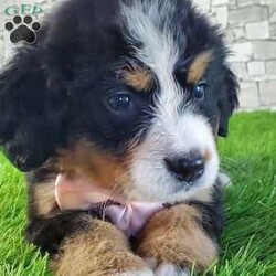 GIGI/Bernese Mountain Dog									Puppy/Female	/6 Weeks,LOOK AT ME.A happy healthy fluffy friendly playfully  little puppy. Born in the rolling hills of  holmes  country where we  play outside everyday. Come meet me or I can be transported to your front door for a small additional fee.text or call for more info. 