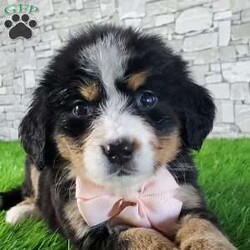 GIGI/Bernese Mountain Dog									Puppy/Female	/6 Weeks,LOOK AT ME.A happy healthy fluffy friendly playfully  little puppy. Born in the rolling hills of  holmes  country where we  play outside everyday. Come meet me or I can be transported to your front door for a small additional fee.text or call for more info. 