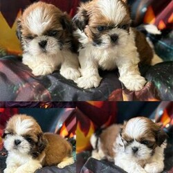 Kc gold and white boys 13 dna health tested clear/Shih tzu/Male/7 weeks,READY to leave 30/10/24


??TINYSHIRES LTD-SANTOSHA
??13 dna health tested clear (only litter in uk/Europe tested)
??Family home
reared
??flead to date with frontline
??wormed with panacur 18% paste

beautiful Kc gold and white Shih Tzu
puppies
are seeking their forever home as an adored family member.

They are so laid back, incredibly loving, clever pups and Sleeping through.
Raised in my home with nothing but love, and attention to detail in raising them as they deserve. They have been around
children and other family dogs and cats so are perfectly socialised.
They are used to all Homelife noises too, ensuring all of my puppies are resilient, and prepared for all that lies ahead for them is always my goal.
As you can see nice stocky and very thick coat
puppies
They are well socialized and have intense interaction with many types of puppy stimulation through out the day.

KC ENDORSED- NOT FOR BREEDING

Gold and white boys £1200
Gold and white girls £ 1400

Mum
can be seen and her
13 in total
dna health tested clear of genetic diseases certificates (for both mom and dad).
My health tests have come from laboklin and USA.

They leave with 6 months supply of food via voucher - the raw will be required by new family owners.

My puppies can be returned at any point in their lives, should a change in circumstances occur. I support my owners for life too. I take my responsibilities very seriously.

If you feel you can love and cherish and make memories with one of my babies and give a forever family home then please message/call me.
I’m seeking active, prepared, committed families only.

They require professional grooming at least two/three times a year minimum and regular brushing between those visits.
 Training commitment is also a huge factor in the first year (but as they are older I’ve completed this for you so they are ready to go out and about as fur family members from day 1)

If you have the time, love and dedication to offer one of these beauty's a loving family home, I’d love to chat with you. Only the best Dog parents make it into our ever growing tinyshires family

Mum
owned by me and viewable at my home
Mom is
gold and white 6:5 inch to withers
Dad is gold and white 7 inch to withers

Please note that on viewing within my home I do require picture id for all attending who are over 18 years old via driving license /passport. This is due to the fact dogs and puppy thefts are on the rise and on further instructions from authorities


NO LEGAL HEALTH TESTS ARE PROVIDED VIA ANY MEDIAS- due to data protection laws - all viewable and shown in person