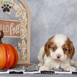 Bradley/Cavalier King Charles Spaniel									Puppy/Male	/August 25th, 2024,Hi….my name is Bradley. With my gorgeous blue eyes and loving personality I’ll steal your heart for keeps! 