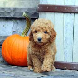 Gale/Mini Goldendoodle									Puppy/Female	/August 20th, 2024,Say hello to Gale, a fluffy and playful Miniature Goldendoodle puppy ready to win your heart! This angelic pup is vet checked, up to date on shots and wormer, plus comes with a health guarantee provided by the breeder. Gale is family raised with children and is well socialized. To find out more about this wiggly pup, please contact Randall today!