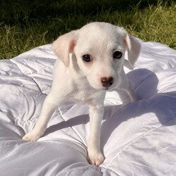 Adopt a dog:Buggy/Toy Fox Terrier/Female/Baby,This is one of Harlo's puppies.  Her name is Buggy, because nothing bugs her.  The little heart on her nose describes her perfectly. One of the quieter puppies, likes to follow the crowd. A bit shy but so sweet. Loves to cuddle your neck, likes to play but is more calm than the rest of the siblings. Quiet and gentle.

Every level: calm
They  have had their first shots and de wormed Because they are just pups, our vet recommends waiting for spay/neuter because it’s the healthier choice.  California law allows them to be adopted out before alteration if it’s under vet recommendation and a deposit that is refunded after proof of alteration is required.   The adoption fee is  $100 and the deposit is an additional $100.