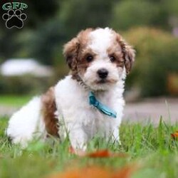 Biscuit/Maltipoo									Puppy/Male	/8 Weeks,Say hello to Biscuit, the lovable Maltipoo who’s ready to melt your heart! His mom, Macie, is an 11 lb Maltipoo with a sweet and gentle personality. She enjoys quiet moments with her family and has a nurturing side that shines through in everything she does. Dad, Danny, is a lively 19 lb Poodle who loves to play and show off his energetic, fun-loving spirit. Together, they’ve passed on the perfect mix of playfulness and affection to this little guy.