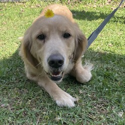 Adopt a dog:Butterscotch/Golden Retriever/Female/4 Years 4 Months,Hi, I’m Butterscotch! I’m a gentle and loving adult Golden Retriever with a golden coat that matches my warm heart. Though I’m all grown up, I’ve had minimal life experience so far, which means I’m still learning some of the basics. I’m looking for a special home where I can get the ongoing training I need to become the best companion I can be. An experienced owner who understands the nuances of dog training will really help me flourish. I thrive in a home where someone is around more often than not, as I need consistent companionship and guidance. I also enjoy having both indoor and outdoor access. I love spending time outside, but I also need a comfortable and safe indoor space where I can feel secure and relaxed. It’s important for me to be in a calm environment, so I’d do best in a home without children. I can be a bit sensitive, and a quieter setting will help me feel more at ease. In my foster home I have shown to be possessive of my food which is another reason why I would do best with an adult only household. This is important to note because although I may be able to live with another dog, we would have to be fed separately and my adopters will need to be cautious about not leaving food out that we could possibly fight over. If you think you can offer me the loving, patient, and supportive home I’m looking for, I’d love to meet you! I’m excited about finding my forever home and starting a new chapter full of love and happiness with you!  ﻿I'm currently in foster with a wonderful carer, but if you are interested in giving this loving pet a home, visit the RSPCA NSW website and complete an expression of interest form or click  Household restrictions: