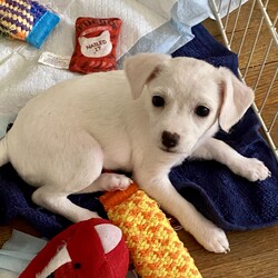 Adopt a dog:Buggy/Toy Fox Terrier/Female/Baby,This is one of Harlo's puppies.  Her name is Buggy, because nothing bugs her.  The little heart on her nose describes her perfectly. One of the quieter puppies, likes to follow the crowd. A bit shy but so sweet. Loves to cuddle your neck, likes to play but is more calm than the rest of the siblings. Quiet and gentle.

Every level: calm
They  have had their first shots and de wormed Because they are just pups, our vet recommends waiting for spay/neuter because it’s the healthier choice.  California law allows them to be adopted out before alteration if it’s under vet recommendation and a deposit that is refunded after proof of alteration is required.   The adoption fee is  $100 and the deposit is an additional $100.