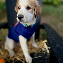 Adopt a dog:Dante/Great Pyrenees/Male/Baby,IF YOU ARE VIEWING THIS LISTING ON PETFINDER OR ADOPT-A-PET, please visit: Caninesandkittiesrescue.org to access adoption requirements, more information and pictures. 

Meet Dante! Dante is about 10 weeks old and is a Great Pyrenees mix. We have no idea how big this puppy will be full grown, but he is already a big fluffy boy! Dante is in a foster home with dogs, and he is great with everyone he meets. He is young enough to learn to live successfully with cats. Dante is a typical puppy who loves to explore his surroundings and enjoys running around the backyard with the resident dogs. Dante enjoys snuggling on the couch, chewing on doggie bones, giving puppy kisses and learning about life:) Baby puppies will require the adopter to be at home a good portion of the day to continue training - no exceptions! 

This puppy is up to date on age-appropriate vaccines, microchipped and will need to be spayed at the age of 6 months. The Adoption Fee for this puppy $400.00. A refundable spay/neuter deposit will be added to the adoption fee for puppies and kittens.

***Please note, this pup's immune system will not be fully functioning until about 16 weeks of age and therefore, s/he is not suited for Apartment/Condo living or Town homes without a private fenced yard and will not be able to go to public places where s/he could possibly be exposed to the germs of unvaccinated dogs, such as PetSmart/PetCo and dog parks until s/he is 16 weeks old***


***You must be at least 25 years of age to adopt from CKRescue*** 

The adoption fee for this dog is $400, which helps with the cost of routine vet care. This fee DOES NOT INCLUDE spay/neuter if the pup is not already spayed/neutered. If the animal you are adopting is not already spayed/neutered, you will be required to sign a contract legally obligating you to have the animal altered. A $100.00 fee will be returned to the adopter once the animal has been sterilized. We will provide information on this process during the approval process. 

 ***Note that puppy adoption fees most often help generate revenue that goes towards older, special needs animals that need our help. Surgeries, heartworm treatment, boarding costs and/or all things that often result in adoptable dogs and cats being left behind to be euthanized. So, adopting a puppy saves not just one life, but many! 

***Please note that our first step in approving adoption applicants is to complete a vet check. Vetting of current and past pets is very important to us, thus we will be speaking with the vet(s) listed on your application to ensure that your current and previous pet(s) are kept up to date on vaccines (including rabies), spayed or neutered, maintained on appropriate monthly preventatives and examined annually by your vet.*** 

Our organization cannot guarantee the exact breed of any animal in our care. The breed listed is based on any background we may have been provided, and/or the general appearance of the animal.

**Please visit www.caninesandkittiesrescue.org to complete our non-binding application.**