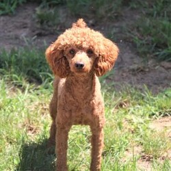 Arthur/Cockapoo									Puppy/Male	/6 Weeks,Meet Arthur, a sweet and playful Cockapoo with a heart full of love! His soft, wavy coat is perfect for snuggles, and his gentle nature makes him an ideal companion for any family. He loves to play, explore, and cuddle up after a fun-filled day. With his cheerful personality and affectionate demeanor, he’ll bring joy to an ordinary day. He is receiving lots of attention and care, ensuring he’s not only well-socialized but also incredibly loving and adaptable. His early experiences will help him develop into a confident and playful pup!