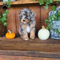 Remi/Cavapoo									Puppy/Female	/9 Weeks,Meet Remi!! She is a very fluffy little cavapoo with a sweet personality!! She loves playtime and snuggles! She is up to date with all vaccinations and dewormers, and is vet checked! 