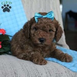 Braden/Mini Goldendoodle									Puppy/Male	/6 Weeks,Looking for a lovable Mini Goldendoodle baby with a gentle heart and playful spirit? You need to meed Braden! This little cutie is up to date on shorts and dewormer and vet checked! The mother Betty is a Mini Goldendoodle and the father Reno is a Mini Poodle. If you are searching for a well socialized puppy to snuggle and love contact us today!