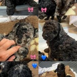 Adopt a dog:Tiny toy poodles Merle and black/Toy poodle/Mixed Litter/7 weeks,5 beautiful toy poodle puppies looking for a new loving family.
2 boys Merle 1500
3 girls 2 Merle 2000 and 1 black 1800
Mum is our family pet, dad is a well bred poodle. Pedigree of him can be shown at request.
Brought up in a family home with lots of care and attention. Used to socialising with other dogs.
Will leave with upto date vaccinations, fllea and wormer and micro chipped

Ready to leave 9/11/24