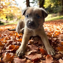 Adopt a dog:Bravo/Mixed Breed/Male/Baby,THE FOLLOWING PET IS BEING FOSTERED NEAR FORT COLLINS, CO!

Meet Bravo, one of the 9 adorable Platoon Litter puppies at our rescue! This brave and affectionate little guy, along with his siblings, came to us as tiny bottle babies after being found in a homeless camp where they were being given away. Born on September 10th, Bravo and his littermates have overcome a challenging start but are now thriving in their foster homes in Fort Collins, CO. Despite his rough beginnings, Bravo is full of sweetness with a playful, adventurous spirit. He loves his toys, enjoys exploring, and is always up for discovering new things with his boundless puppy energy.

Bravo isn’t just about playtime, though—he’s a snuggle enthusiast who adores curling up for cozy naps after a day of fun. His littermates share his playful nature, and together, the 9 Platoon Litter puppies are growing healthy and strong, each with their own unique personality. These pups are looking for families who can give them the love, attention, and training they need to grow into the best dogs they can be.

If you're looking for a loyal, adventurous, and loving companion, one of our 9 Platoon Litter pups like Bravo could be the perfect fit. Are you ready to give him or one of his siblings their forever home?

OUR DOGS ARE FOSTERED IN TEXAS OR COLORADO BUT AVAILABLE FOR ADOPTION AND TRANSPORT OUT OF STATE. Read below for more information.

All of our dogs are located in a foster home in Texas or Colorado. Our dogs are transported to a predetermined location agreed upon by the rescue. The adoption contract and fee are finalized prior to transport. As a Mutts N Such direct adoption, the adoption interview/meet and greet occurs on video call (Skype, FB Messenger call, Facetime, etc).

Our out of state adoption fee is $350 plus transport (varies by location). This fee includes all current vaccinations, deworming, a registered microchip, fecal analysis, spay/neuter for pets 6 months & older, and a heartworm test if over 6 months old. All dogs will be current on flea/heartworm prevention. A health exam will be completed and a certificate issued by a veterinarian within 10 days. If you are interested in adopting, please complete our application:

https://petstablished.com/adoption_form/57167/generic

Note: MNS reserves the right to deny any application that is deemed unsuitable for the animal. Please be aware that our animal adoptions are NOT on a first come- first serve basis. Our sole purpose is to find the best possible home for the animals that fall under our care.