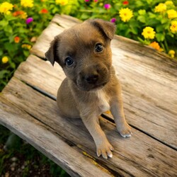 Adopt a dog:Bravo/Mixed Breed/Male/Baby,THE FOLLOWING PET IS BEING FOSTERED NEAR FORT COLLINS, CO!

Meet Bravo, one of the 9 adorable Platoon Litter puppies at our rescue! This brave and affectionate little guy, along with his siblings, came to us as tiny bottle babies after being found in a homeless camp where they were being given away. Born on September 10th, Bravo and his littermates have overcome a challenging start but are now thriving in their foster homes in Fort Collins, CO. Despite his rough beginnings, Bravo is full of sweetness with a playful, adventurous spirit. He loves his toys, enjoys exploring, and is always up for discovering new things with his boundless puppy energy.

Bravo isn’t just about playtime, though—he’s a snuggle enthusiast who adores curling up for cozy naps after a day of fun. His littermates share his playful nature, and together, the 9 Platoon Litter puppies are growing healthy and strong, each with their own unique personality. These pups are looking for families who can give them the love, attention, and training they need to grow into the best dogs they can be.

If you're looking for a loyal, adventurous, and loving companion, one of our 9 Platoon Litter pups like Bravo could be the perfect fit. Are you ready to give him or one of his siblings their forever home?

OUR DOGS ARE FOSTERED IN TEXAS OR COLORADO BUT AVAILABLE FOR ADOPTION AND TRANSPORT OUT OF STATE. Read below for more information.

All of our dogs are located in a foster home in Texas or Colorado. Our dogs are transported to a predetermined location agreed upon by the rescue. The adoption contract and fee are finalized prior to transport. As a Mutts N Such direct adoption, the adoption interview/meet and greet occurs on video call (Skype, FB Messenger call, Facetime, etc).

Our out of state adoption fee is $350 plus transport (varies by location). This fee includes all current vaccinations, deworming, a registered microchip, fecal analysis, spay/neuter for pets 6 months & older, and a heartworm test if over 6 months old. All dogs will be current on flea/heartworm prevention. A health exam will be completed and a certificate issued by a veterinarian within 10 days. If you are interested in adopting, please complete our application:

https://petstablished.com/adoption_form/57167/generic

Note: MNS reserves the right to deny any application that is deemed unsuitable for the animal. Please be aware that our animal adoptions are NOT on a first come- first serve basis. Our sole purpose is to find the best possible home for the animals that fall under our care.