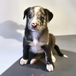 Adopt a dog:Aretha/Bearded Collie/Female/Baby,Aretha is looking to sing her way into your heart and home! 

She’s the sweetest little girl who is being fostered in Hattiesburg, but can travel, 

About 9 weeks old - maybe a collie mix. But definitely cute! 

She is medically up to date and ready for her forever ! 

You can find my form 