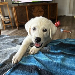 Adopt a dog:Sugar/Anatolian Shepherd/Female/Baby,Sugar is one of six siblings we brought in as an owner surrender. She is the last of the six siblings looking for her forever home. She is a sweet soul. Why she is still available is a surprise to us. She is 3/4 Anatolian Shepherd and 1/4 Great Pyrenees. She will be a large girl and have Livestock Guardian dog in their DNA. 

The adoption fee for this pet covers the cost of care and training which may have been for several weeks or several months depending on the health and training needs. The fee also covers all vet bills during this time to ensure his/her health is improved or maintained and provides you with assurance that this dog has been well cared for while in our possession and evaluated to meet your home's needs. Included in this fee is also life- long training support provided by PLAY! K9 Academy located in Bradenton, FL as well as Life time microchip registration. 

When you adopt from a local shelter, you may not receive any medical history for this dog nor will you receive any behavioral history. We hope you understand that the minimal adoption fee we are asking is to continue our mission to rescue unwanted herding and working breeds from shelters/owners and get them adopted to their forever home. 

PLAY! K9 Rescue will pay for the spay/neuter of this adopted dog. The spay/neuter must be done at a clinic or veterinarian's office approved by PLAY! K9 Rescue. If the adopter chooses to take the pet to their own veterinarian for the spay/neuter procedure, PLAY! K9 Rescue will refund the cost equivalent to an approved PLAY! K9 Rescue veterinarian or clinic.

All of our unaltered pets have a fully refundable deposit of $150.00 included within the adoption fee. Once the pet is altered at the appropriate time and proof supplied to our rescue, the adopter will be reimbursed $150.00. Our adoption contract explains this process in detail.