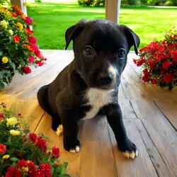 Adopt a dog:Alpha/Mixed Breed/Male/Baby,THE FOLLOWING PET IS BEING FOSTERED NEAR FORT COLLINS, CO!

Meet Alpha, one of the 9 playful Platoon Litter puppies at our rescue! Born on September 10th, Alpha, along with his siblings, came to us from a homeless camp where they were being given away as tiny bottle babies. Despite his rough start, Alpha is thriving in his foster home in Fort Collins, CO, and is ready to find his forever family.

True to his name, Alpha is full of energy and always the first to dive into playtime! Whether he’s chasing after toys, wrestling with his littermates, or exploring new adventures, Alpha’s playful and energetic personality never slows down. He loves to have fun and is always up for an exciting game, making him the perfect companion for an active family.

Alpha will need a home that can match his playful spirit, give him plenty of love, and provide the training he needs to grow into the best dog he can be. If you’re looking for a joyful, fun-loving pup to brighten your days, Alpha is ready to bring endless joy to your home! Could he be your next adventure buddy?

OUR DOGS ARE FOSTERED IN TEXAS OR COLORADO BUT AVAILABLE FOR ADOPTION AND TRANSPORT OUT OF STATE. Read below for more information.

All of our dogs are located in a foster home in Texas or Colorado. Our dogs are transported to a predetermined location agreed upon by the rescue. The adoption contract and fee are finalized prior to transport. As a Mutts N Such direct adoption, the adoption interview/meet and greet occurs on video call (Skype, FB Messenger call, Facetime, etc).

Our out of state adoption fee is $350 plus transport (varies by location). This fee includes all current vaccinations, deworming, a registered microchip, fecal analysis, spay/neuter for pets 6 months & older, and a heartworm test if over 6 months old. All dogs will be current on flea/heartworm prevention. A health exam will be completed and a certificate issued by a veterinarian within 10 days. If you are interested in adopting, please complete our application:

https://petstablished.com/adoption_form/57167/generic

Note: MNS reserves the right to deny any application that is deemed unsuitable for the animal. Please be aware that our animal adoptions are NOT on a first come- first serve basis. Our sole purpose is to find the best possible home for the animals that fall under our care.