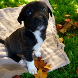 Adopt a dog:Pong/Mixed Breed/Male/Baby,THE FOLLOWING PET IS BEING FOSTERED NEAR FORT COLLINS, CO!

Meet Pong, one of the 9 playful Platoon Litter puppies at our rescue! Born on September 10th, Pong and his siblings were rescued from a homeless camp where they were being given away as tiny bottle babies. Now thriving in his foster home in Fort Collins, CO, Pong is ready to find his forever family.

Pong is a bundle of playful energy, always on the move and eager to explore the world around him. Whether he’s chasing after his favorite toys, running around with his siblings, or discovering new adventures, Pong’s curious and lively personality shines through. He loves toys and can spend hours playing and having fun, making him the perfect match for an active family who’s ready to join in on the excitement.

Pong is looking for a home that can keep up with his playful spirit, give him plenty of attention, and guide him as he grows. If you’re looking for an adventurous, toy-loving pup to bring joy and fun to your life, Pong might just be the perfect fit! Are you ready to welcome him into your family?

OUR DOGS ARE FOSTERED IN TEXAS OR COLORADO BUT AVAILABLE FOR ADOPTION AND TRANSPORT OUT OF STATE. Read below for more information.

All of our dogs are located in a foster home in Texas or Colorado. Our dogs are transported to a predetermined location agreed upon by the rescue. The adoption contract and fee are finalized prior to transport. As a Mutts N Such direct adoption, the adoption interview/meet and greet occurs on video call (Skype, FB Messenger call, Facetime, etc).

Our out of state adoption fee is $350 plus transport (varies by location). This fee includes all current vaccinations, deworming, a registered microchip, fecal analysis, spay/neuter for pets 6 months & older, and a heartworm test if over 6 months old. All dogs will be current on flea/heartworm prevention. A health exam will be completed and a certificate issued by a veterinarian within 10 days. If you are interested in adopting, please complete our application:

https://petstablished.com/adoption_form/57167/generic

Note: MNS reserves the right to deny any application that is deemed unsuitable for the animal. Please be aware that our animal adoptions are NOT on a first come- first serve basis. Our sole purpose is to find the best possible home for the animals that fall under our care.