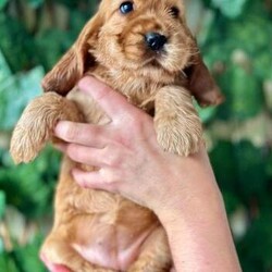 KC reg Red Show Type Cocker Pups FN PRCD-PRA CLEAR/Cocker Spaniel/Mixed Litter/5 weeks,We are delighted to announce safe arrival of our gorgeous puppies. This litter is bred for health and temperament, has fantastic pedigree which is easy to tell just by looking at this pups!
Sire to the litter is fabulous Sandlauga Soul Man.
He has done well at all levels and has his KC stud book number. He is clear/a for FN, PRA, AON and AMS and has a current clear eye test and a current glaucoma test. He has fantastic temperament and so is the Dam to the litter, who is our family pet Fay. Fay is also has superb pedigree
combining top UK and European bloodlines, she is grand daughter to Junior World Champion. She been DNA health tested CLEAR for prcd-PRA, FN,AMS,DM,EIC and Glycogen Storage disease.
No expense been spared raising this litter in our family home with kids and other dogs. Pups will go to new homes being health checked by the vet, regularly wormed and vaccinated up to date and microchipped. They will come with puppy pack
and Free 4 weeks insurance. Viewings are most welcome, £500 deposit secures puppy of your choice.
Genuine enquiries from knowledgeable/ forever loving homes. Please provide details of your experience with dogs and circumstances as our puppies will only go to the best possible homes.